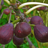 Інжир Каріка Брожіотто Неро купить