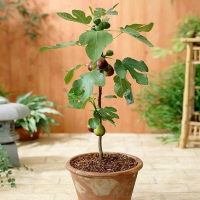 Инжир (фикус) Карика купить