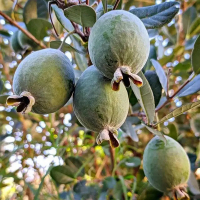 Фейхоа Селловиана купить