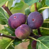 Инжир Карика Брожиотто Неро купить