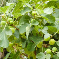 Інжир Каріка Доттато купить