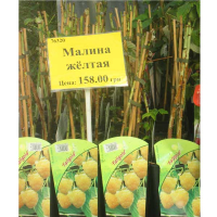 Малина жовта купить