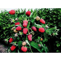 Малина Крепыш купить