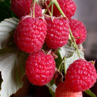 Малина Геракл (саджанець) купить