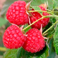 Малина Мікер (Dekoplant) купить