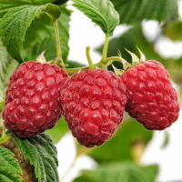 Малина Глен Файн (саджанець) купить