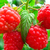 Малина Марія (саджанець) купить