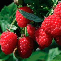 Малина Туламеджик (саджанець) купить