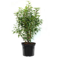 Слива Лавровишня Laurocerasus купить