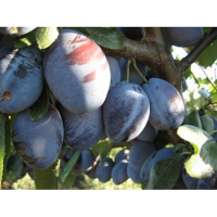 Слива Венгерка Італійська купить