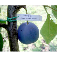 Слива Донецька Угорка купить