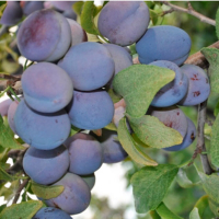 Слива Чачакская купить