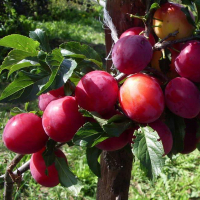 Слива Киргизька красуня (чудова) купить