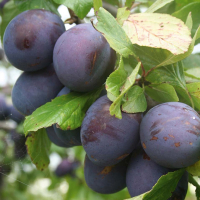 Слива Анна Шпет купить