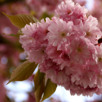 Слива трилопатева (Миндаль) купить