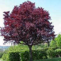 Слива розчепірена Пісарді купить