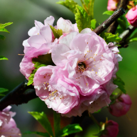 Слива трилопатева (Миндаль) купить