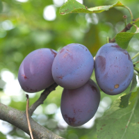 Слива Чачанська найкраща купить