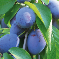 Слива Стенлі купить