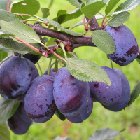 Слива Богатир купить