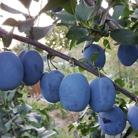 Слива Чачакская Лепотика купить