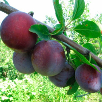 Слива Кабардинська рання купить