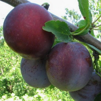 Слива Кишиневская купить