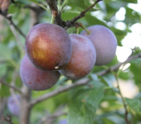 Слива Блю Фрі купить