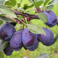 Слива Богатир купить