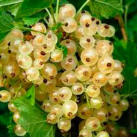 Смородина біла Імператорська (Dekoplant) купить