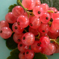 Смородина червона Чудова (Dekoplant) купить