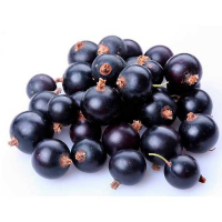 Смородина чорна Бен Алдер (саджанець) купить