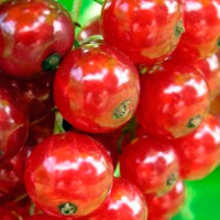 Смородина червона Світлиця (Dekoplant) купить