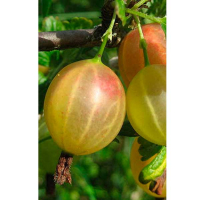 Аґрус Машенька (саджанець) купить