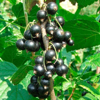 Смородина чорна Рубен (саджанець) купить