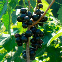 Смородина чорна Санюта (саджанець) купить