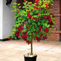 Смородина rubrum Jonkheer van Tets купить