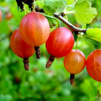 Крыжовник uva-crispa купить