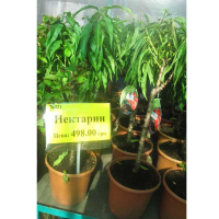 Нектарін купить