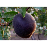 Абрикос Мелітопольський чорний (саджанець) купить