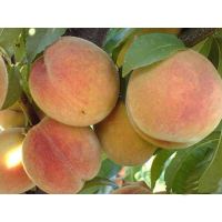 Персик Ранний жовтий (саджанець) купить