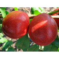 Нектарін Старк Сангло купить