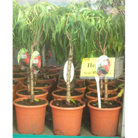 Персик купить