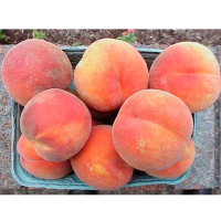 Персик Сан Крест (саженец) купить