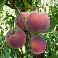 Персик Роял пізній купить