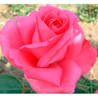 Роза чайно-гібридна Orient Spice (Орієнт Спайс) купить