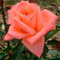 Троянда чайно-гібридна Dolce Vita (Дольче Віта) купить