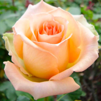 Троянда чайно-гібридна Versilia (Версилія) купить