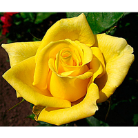 Троянда чайно-гібридна Landora (Ландора) купить