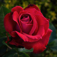 Троянда чайно-гібридна Dame de Coeur (Дам де Кер) купить